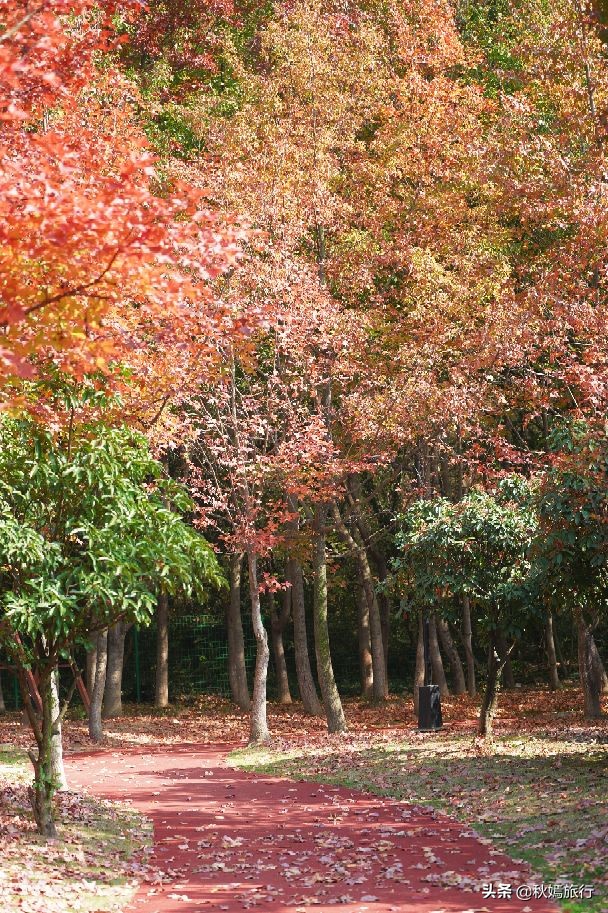 常熟网红枫林秋意盎然，游客络绎不绝，百年老店五道菜肴165元