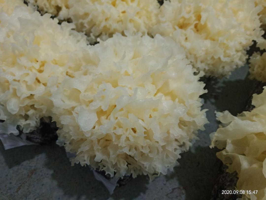 银耳家族再添新成员——“绣银1号”