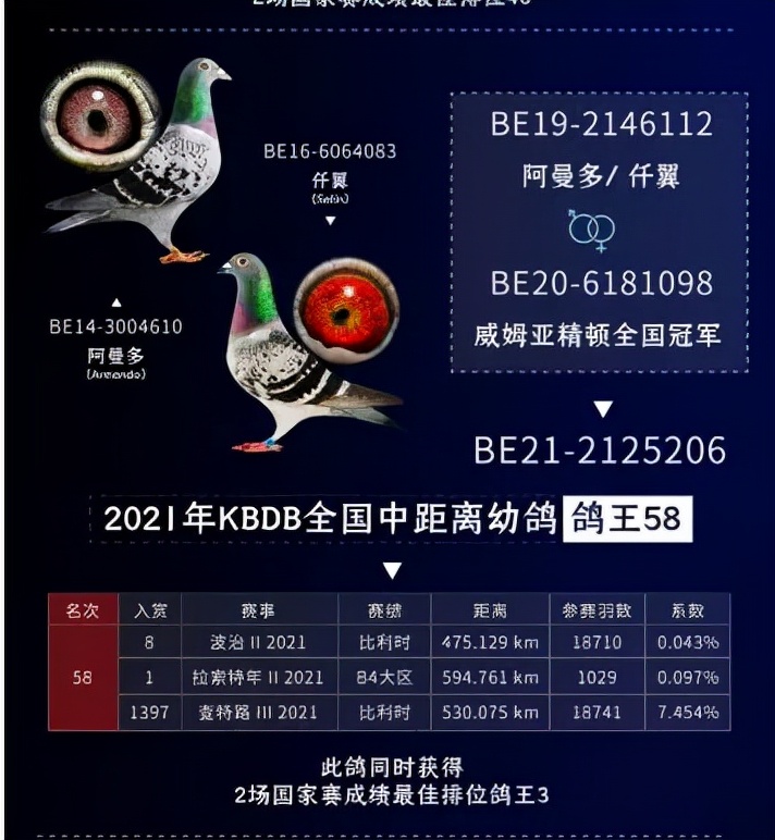 立志从买鸽王到飞鸽王开尔今年飞得怎么样？