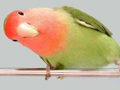 虎皮鹦鹉训鸟怎么才能让它不咬人,鹦鹉如何训没有手养过的鸟