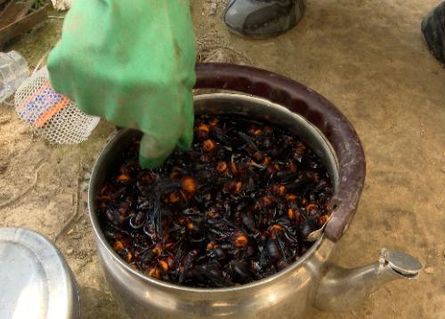 小伙养殖胡蜂一只蜂王卖3000元,农村小伙养殖胡蜂年突破百万