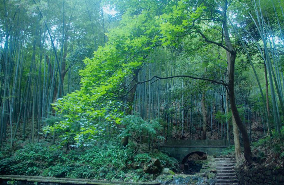 绿竹猗猗,有匪君子?为何古人喜爱用竹、松比喻人的高贵品格