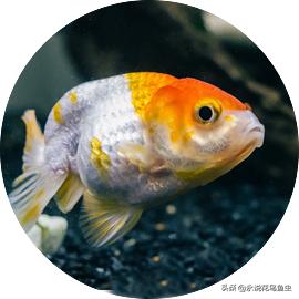 为什么金鱼有各种各样的颜色,金鱼有一条花色的好吗