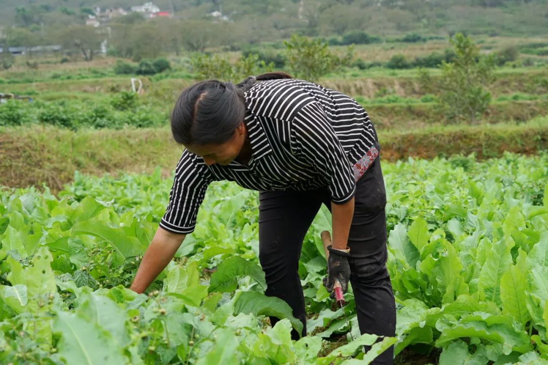 大理特色农业小镇,大理乡村发展现状和发展趋势