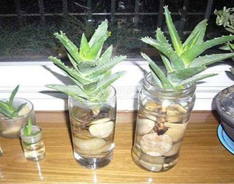 可以水培不需要光的植物,能水培就别土培