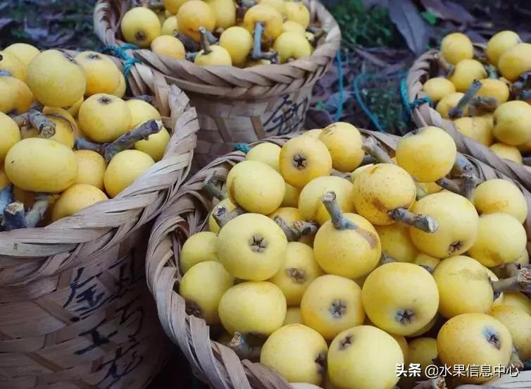 中国水果大全,中国水果大全图片和名字