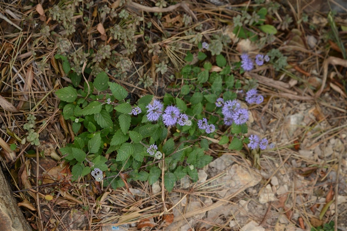 山薄荷，见过吗？能疏风清热，利咽止咳