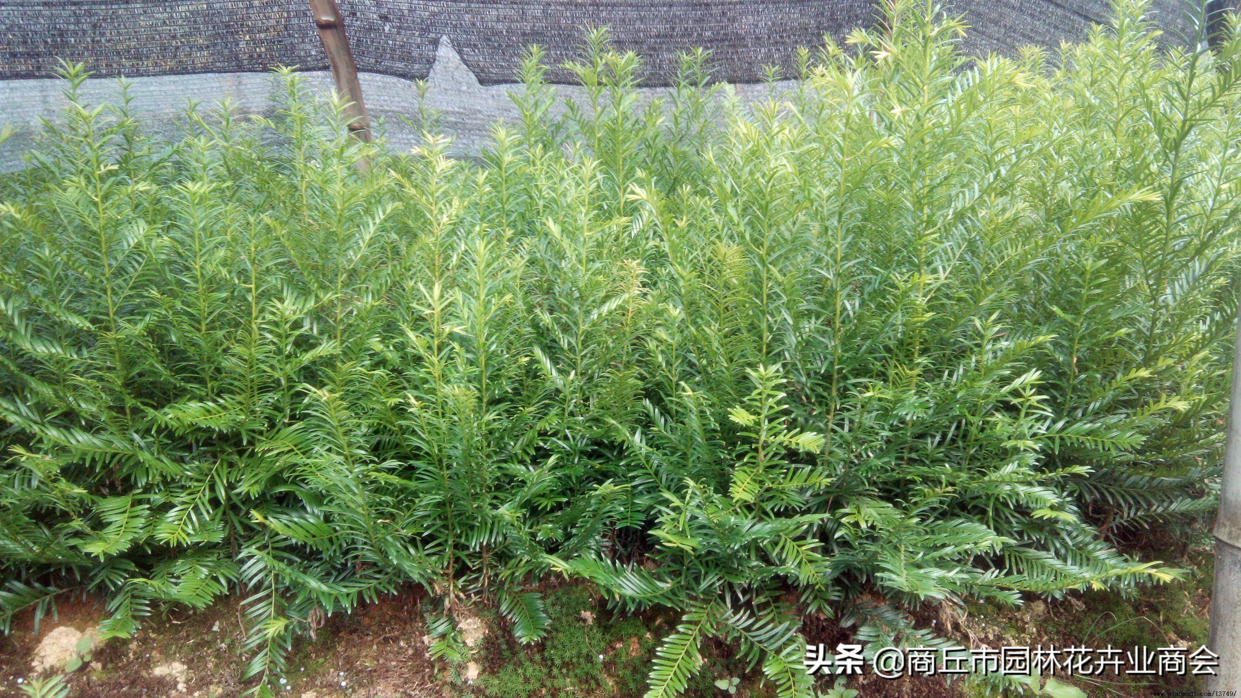 红豆杉叶子发黄是什么原因引起的,红豆杉叶子发黄了怎么回事