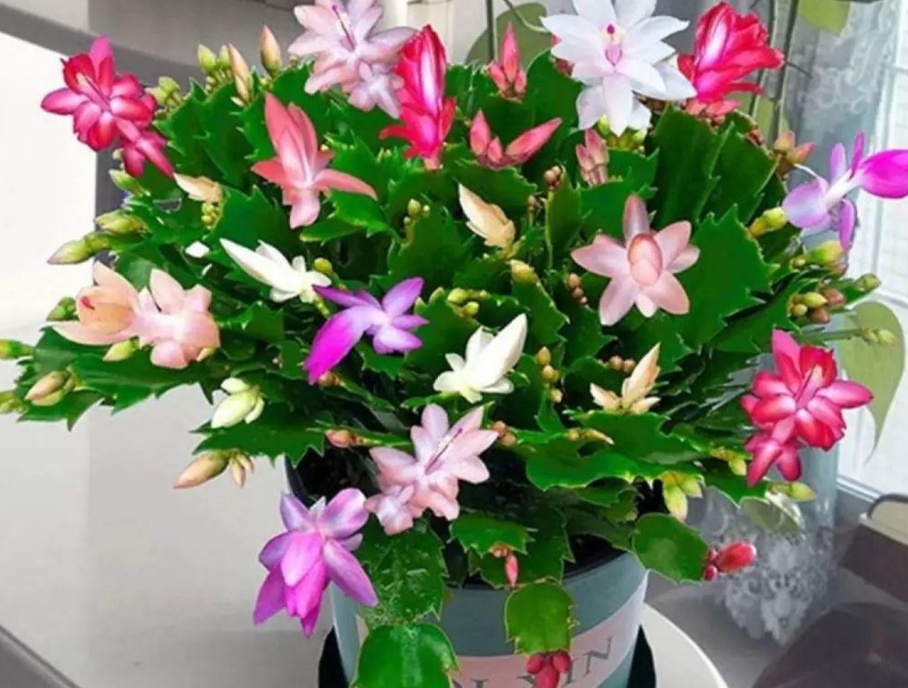 仙人指跟蟹爪兰一样养护吗,仙人指和蟹爪兰一样养吗