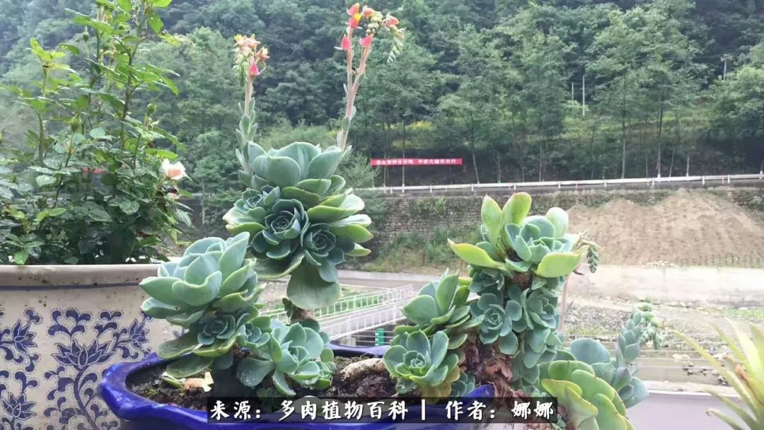 篱笆花开情常在，守你一生不变！