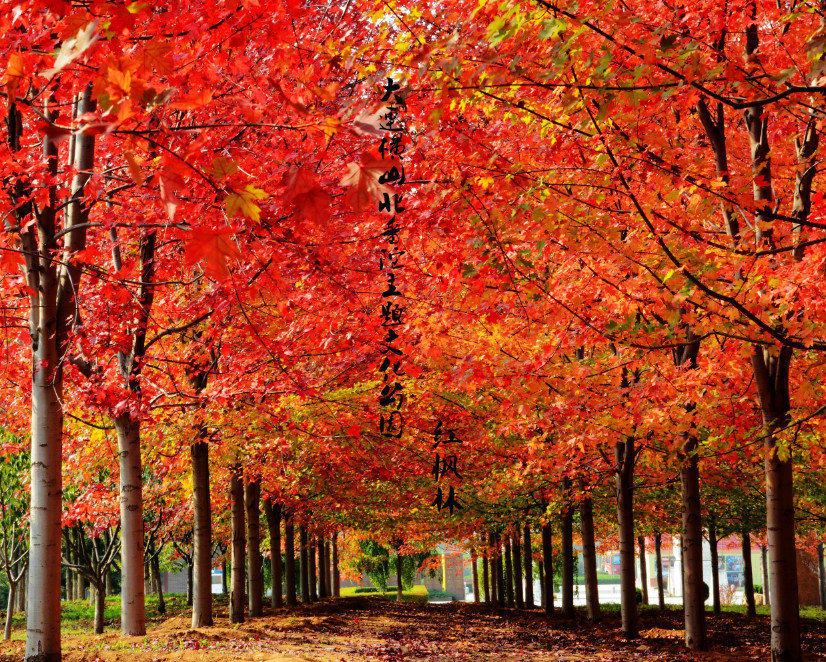 大连横山寺红叶,横山寺的枫叶