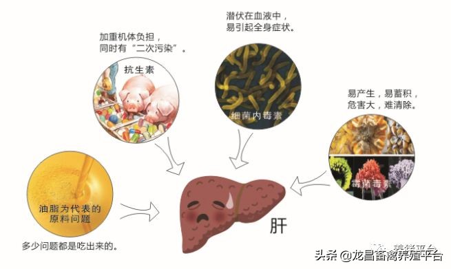 母猪需要长期排毒吗,母猪排毒的原因