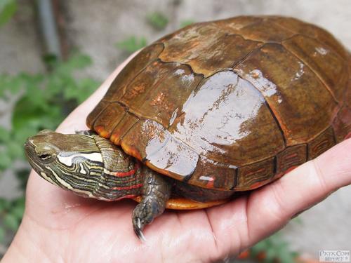 东部锦龟,东部锦龟纯腹