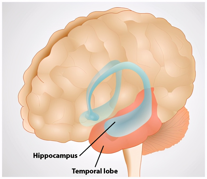 为什么少儿不能喝酒?酒精与学习成绩