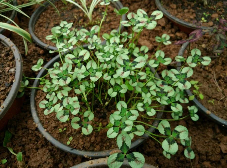 有什么三叶草叶子比花好看,能轻松找到四片叶子的彩叶三叶草