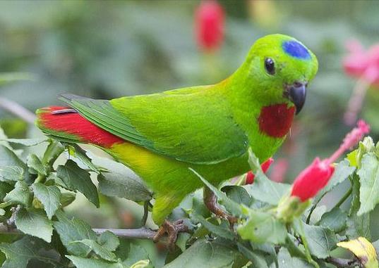 东江揽胜,惠州淡水常见鸟类图谱