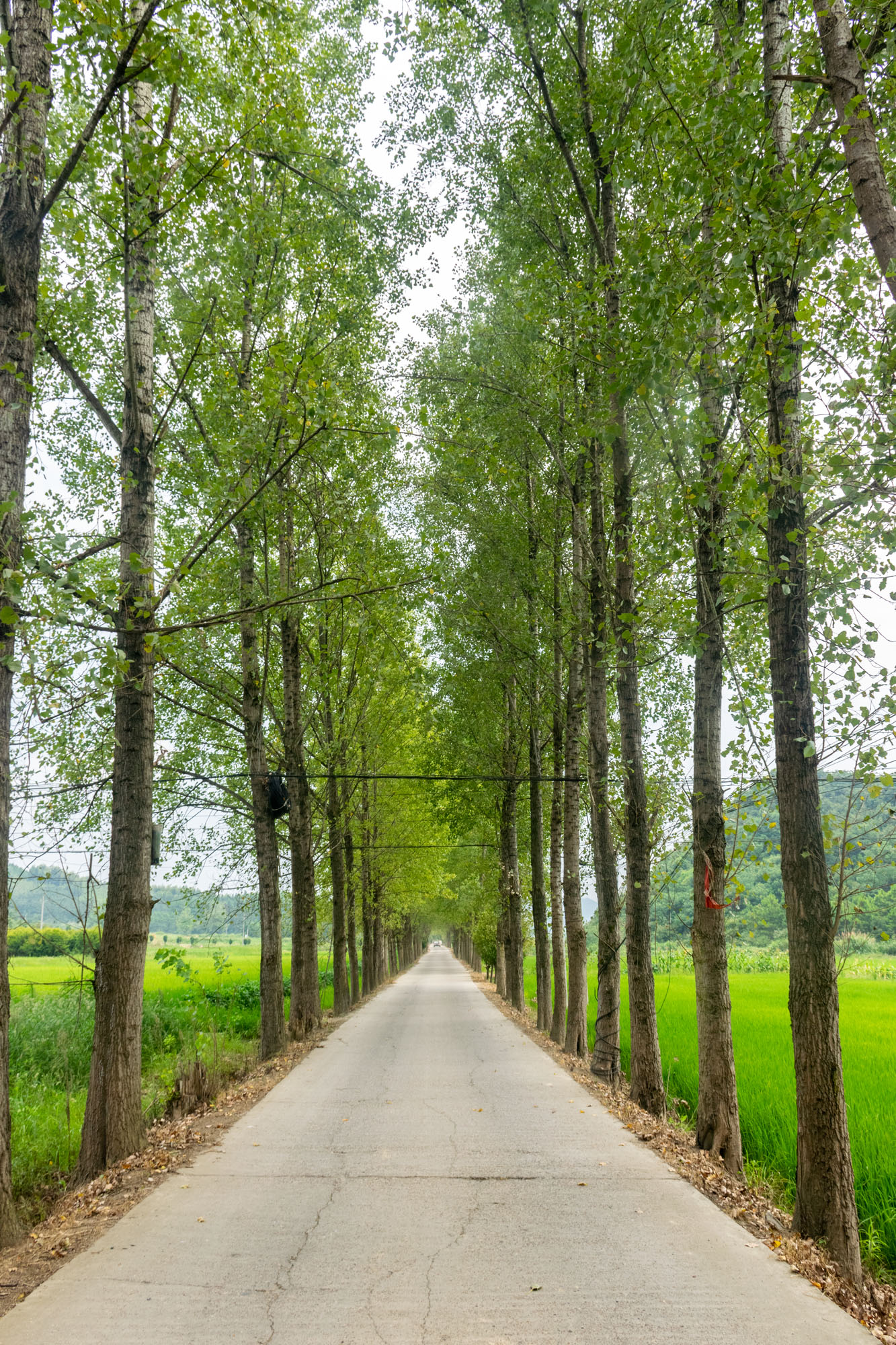 从九江到庐山徒步,九江到庐山西海骑行