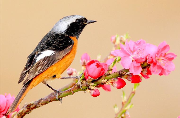 东江揽胜,惠州淡水常见鸟类图谱