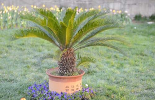 铁树怎么养护和浇水,铁树怎么养才能更旺盛