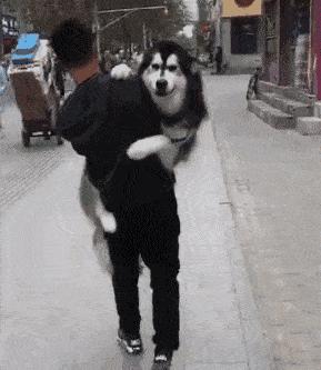 大型犬要抱抱是为啥,可爱的大型犬求抱抱