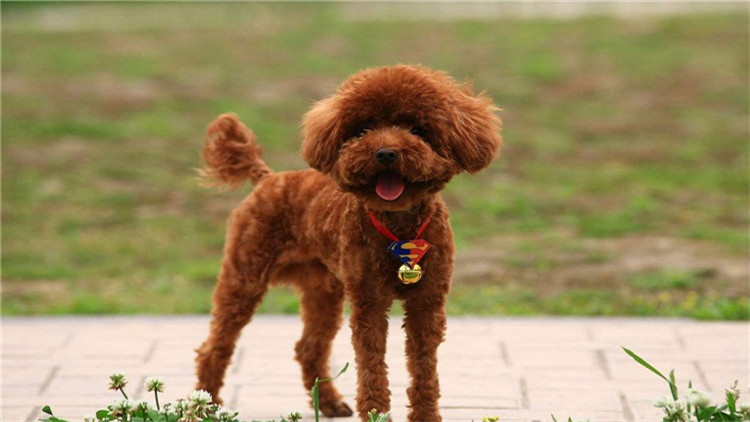 了解这几个知识，你会跟泰迪相处得更愉快