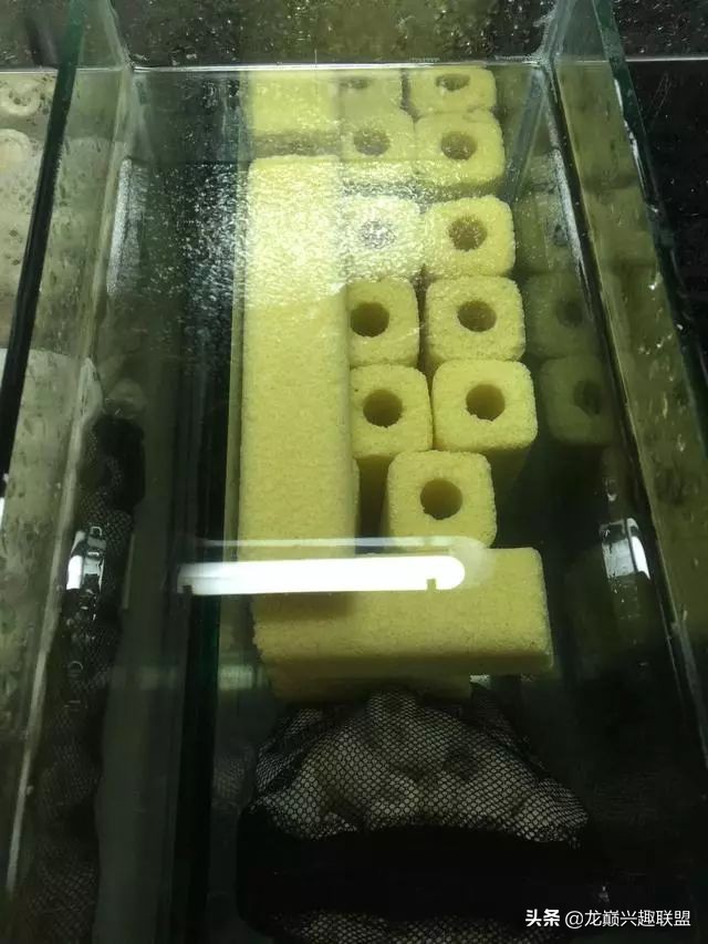 垃圾桶旁边的四方鱼缸,捡回去养了一缸金鱼,别说还挺不错