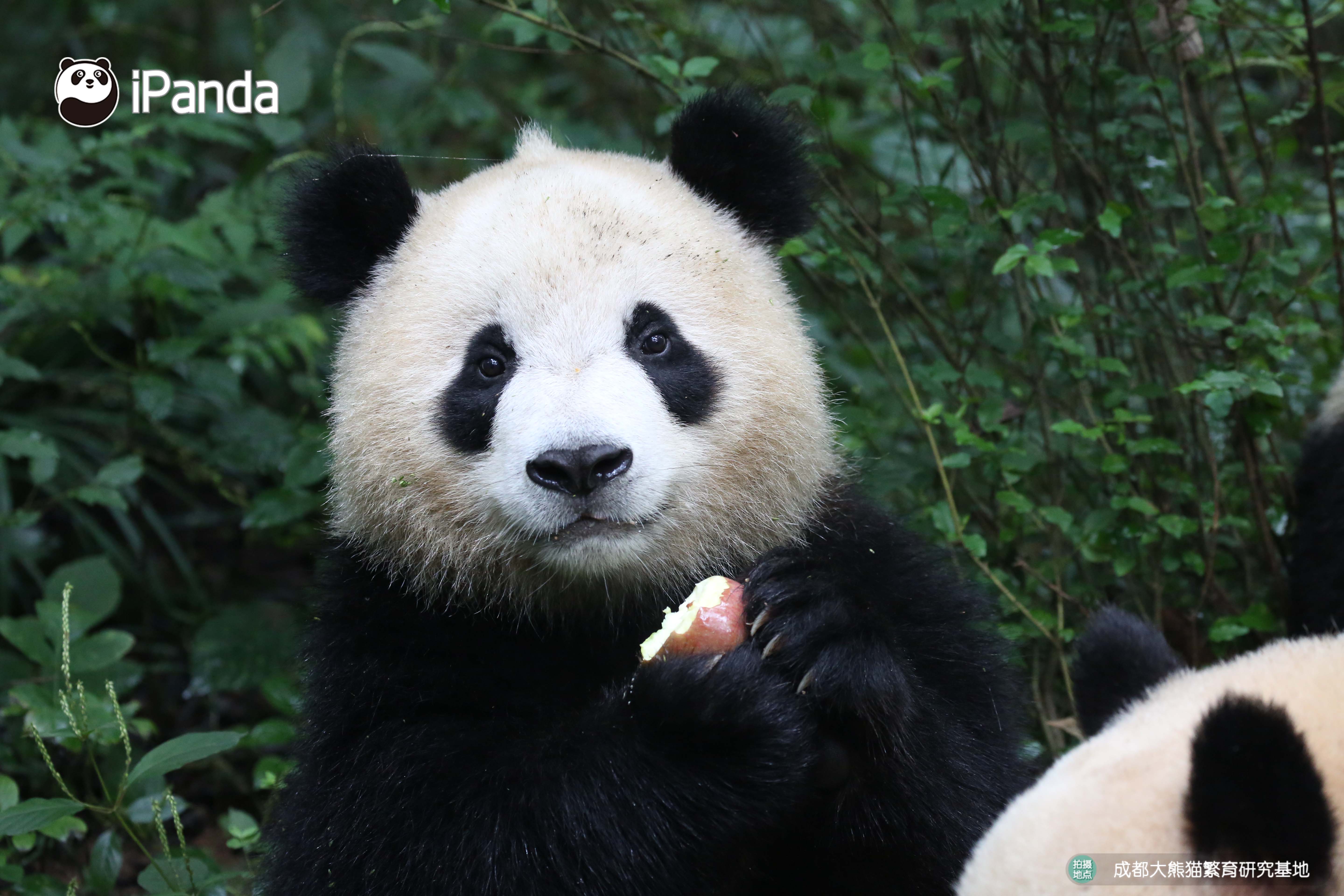 get认猫八招,轻松变大神!好看的熊脸千篇一律,认猫难到哭泣?