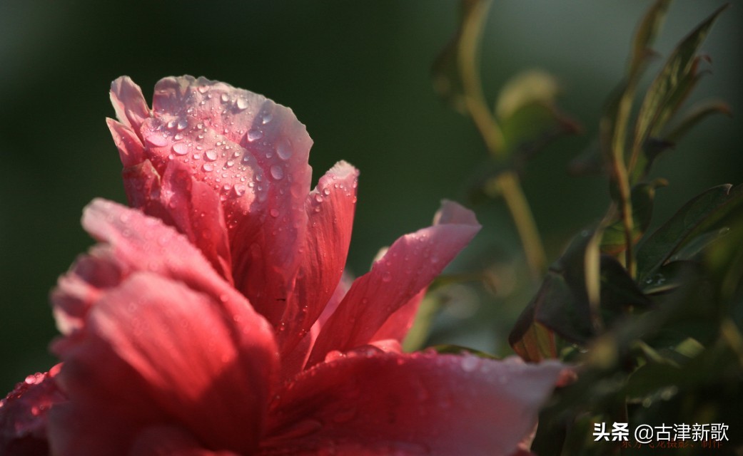 最美牡丹诗词20首,研究牡丹花