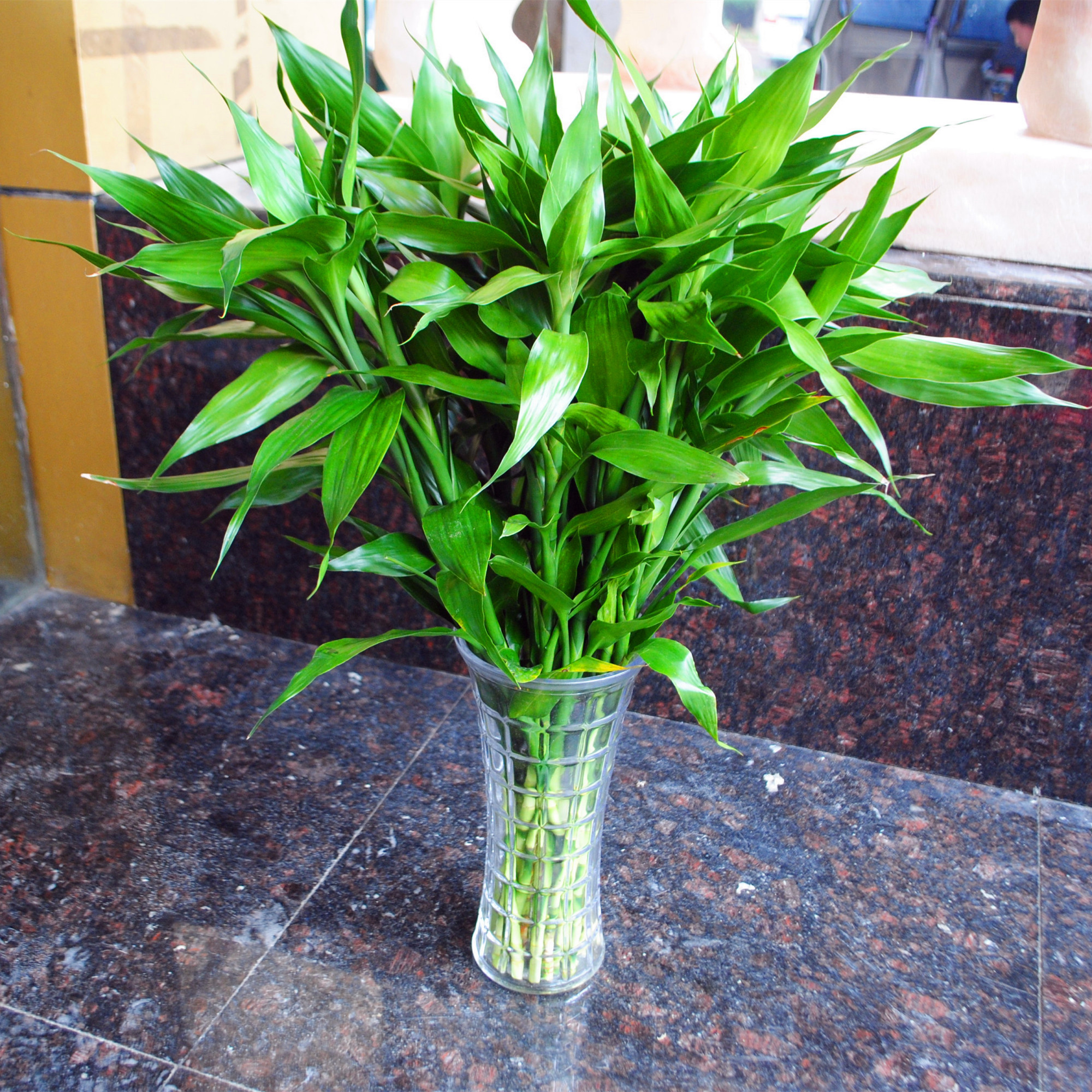 富贵竹爱黄叶、水发臭？“剪一刀”就解决了