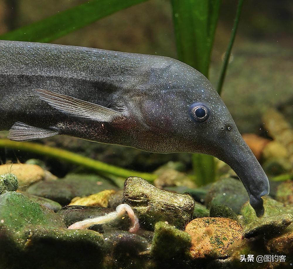 “口眼耳鼻鳃”|鱼类索饵捕食不止靠五官，还掌握生物脉冲技术