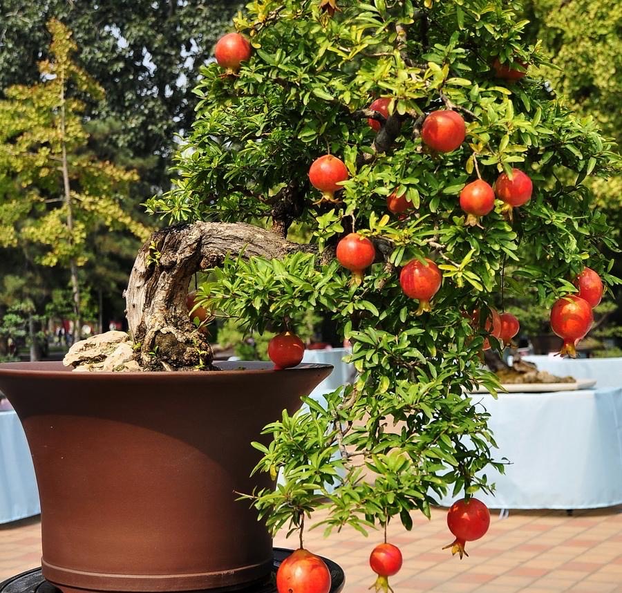 石榴盆栽怎么养才能开花,石榴盆栽怎么养