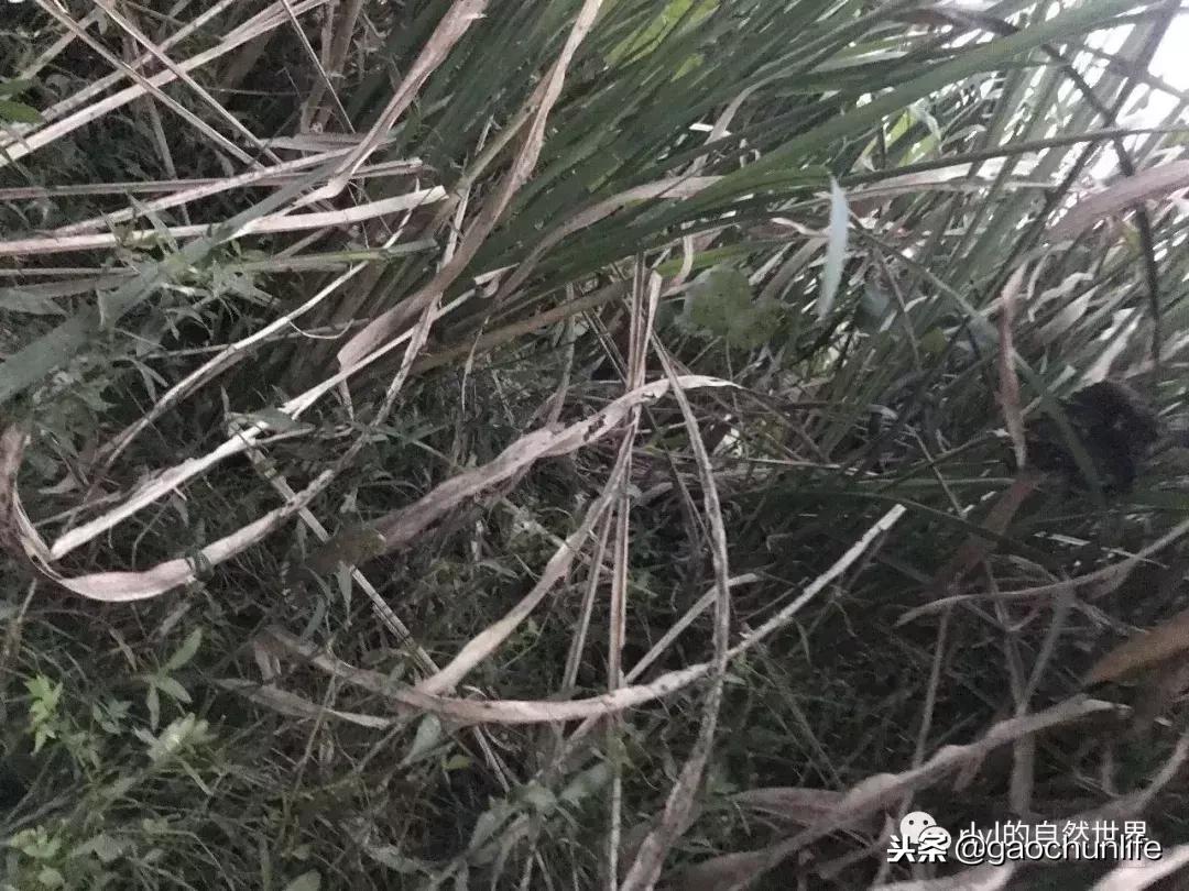 草龟难养,养草龟笔记