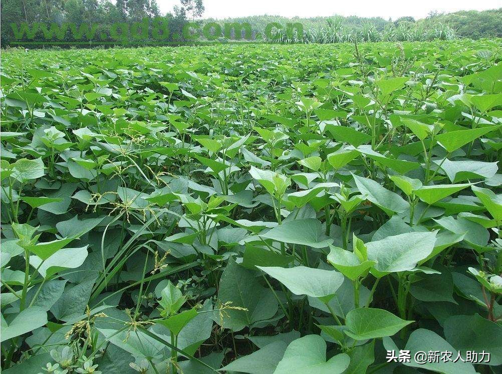 红薯象鼻虫怎么消灭最快,红薯象鼻虫最佳防治方法