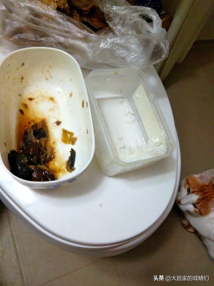 你这样的白橘猫，叫我怎能不爱？