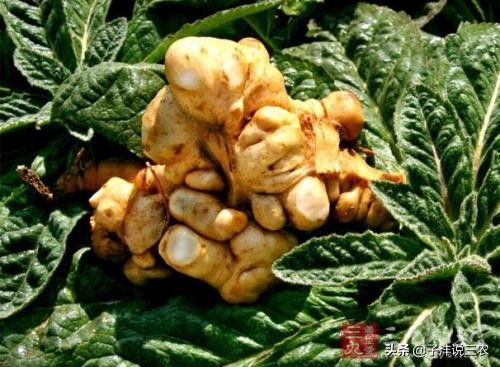 野生地黄跟种植地黄药效差别多大,种植的地黄有药效吗