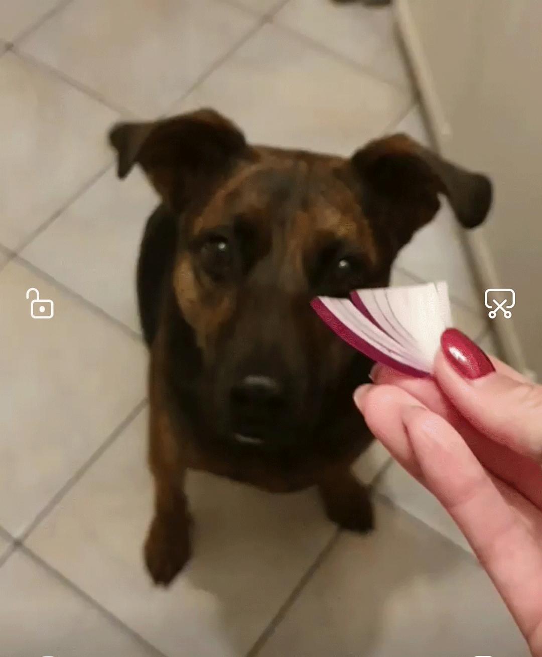 狗吃了有毒的食物救了所有人,一只小狗出现了食物中毒