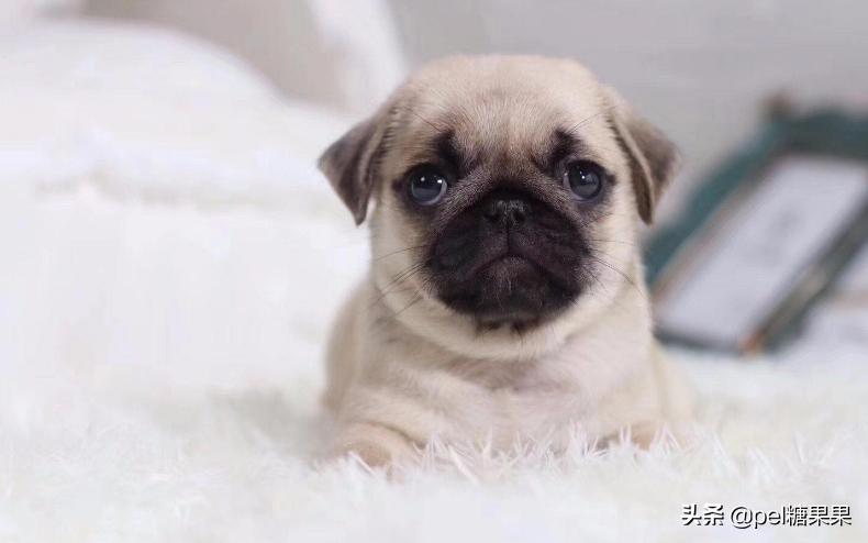 夏天快到了，狗狗中暑怎么办？这三点中暑知识需要你了解！