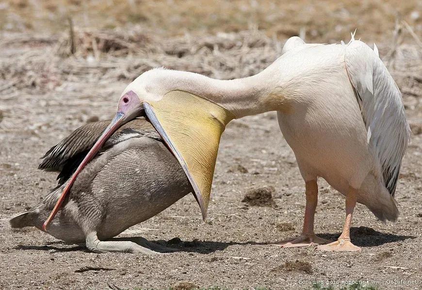 我们不知道的动物小常识,要警惕动物的奇怪行为