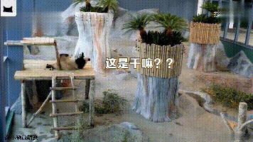 团子在泰国,团子外国