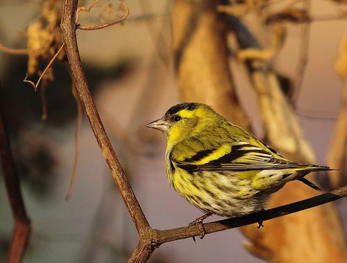 有大三口绝活的黄雀,还有段搞笑的趣史:黄雀的饲养和你想的不同