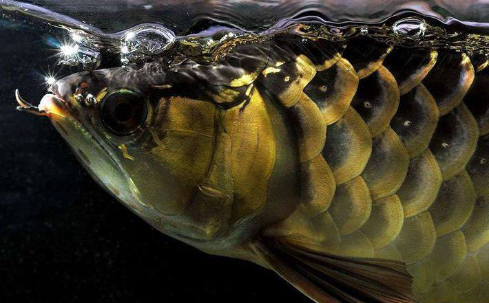 养了十年的龙鱼拒食怎么回事,养了半年龙鱼受到惊吓怎么解决