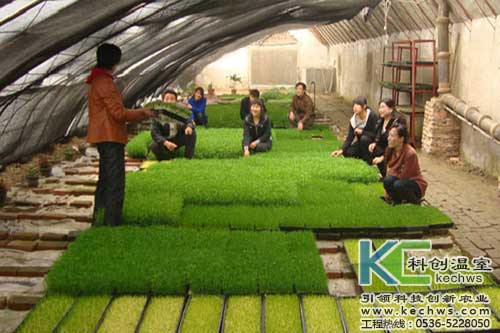 无土培育香椿芽苗怎么样,无土栽培香椿芽苗菜用什么品种