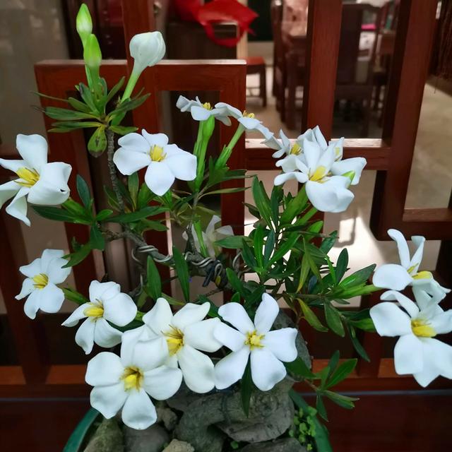 栀子花叶片发皱怎么消除,栀子花叶片发黄小妙招