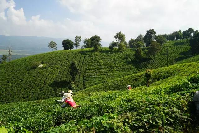 为什么在网上买不到合适的茶,网上买的茶为什么不好