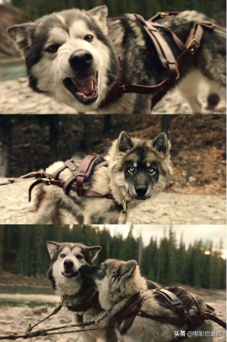 二哈多哥极限逃跑,多哥为什么跟其他哈士奇不一样