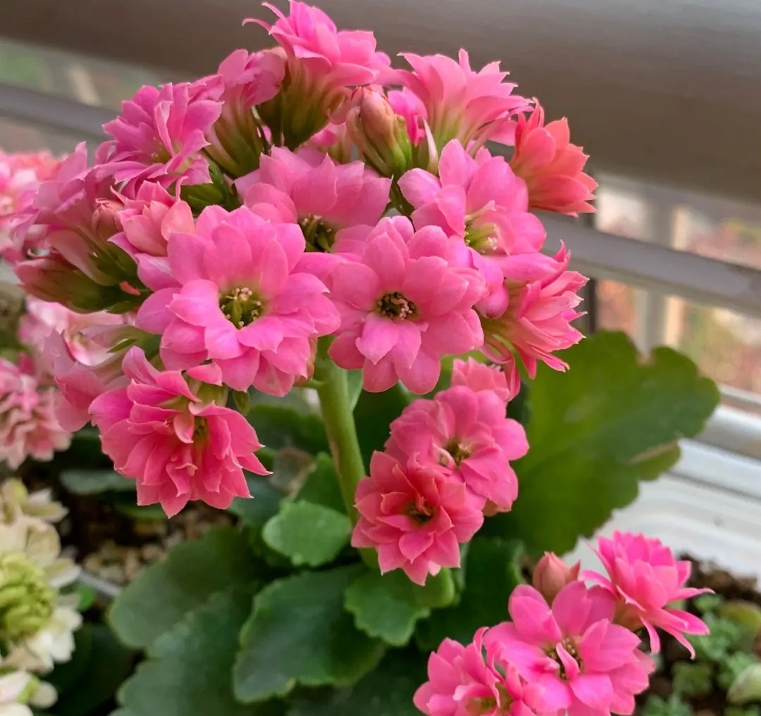 长寿花单瓣品种大全,长寿花100种颜色图片