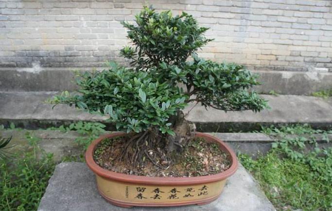 雀舌黄杨盆景什么时候修剪,雀舌黄杨盆景几年能开花