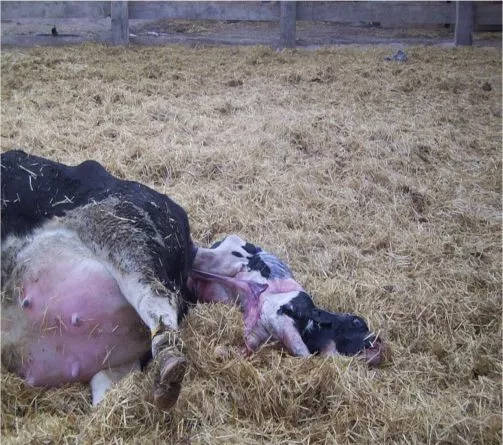 母牛产后胎衣不下如何处理,母牛产后不下胎衣怎么办