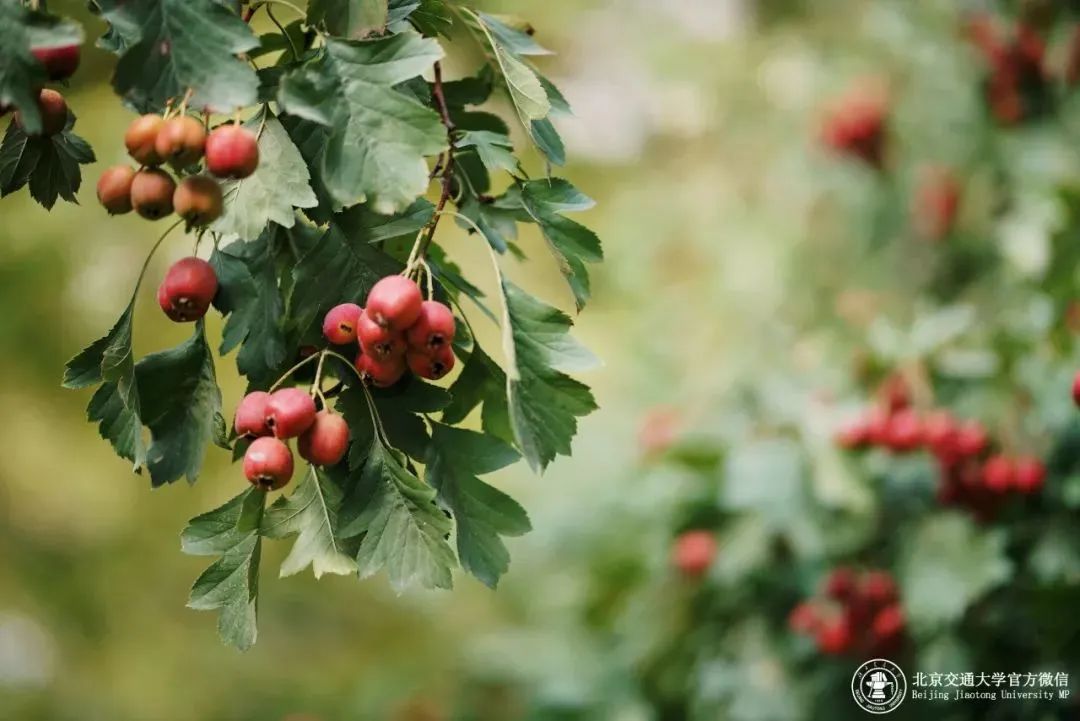 等你！交大气味图书馆，今日“开放”