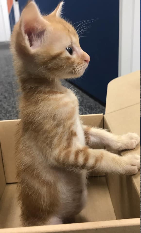 公司老板捡到了小流浪猫,员工捡到小狗养在公司里